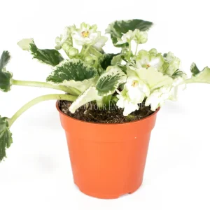 African Violet Variegated Live Plant - 4 inch Pot - Saintpaulia Houseplant - Image 6