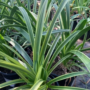 Agapanthus 'Little White Bird' Live Plant – 1 Gallon Pot – White Flowers - Image 2