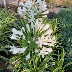 Agapanthus 'Little White Bird' Live Plant – 1 Gallon Pot – White Flowers - Image 3
