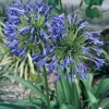 Agapanthus 'Stevie's Wonder' Blue Live Plant – 3.5" Pot – Outdoor Flower - Image 1