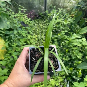 Agapanthus 'Stevie's Wonder' Blue Live Plant – 3.5