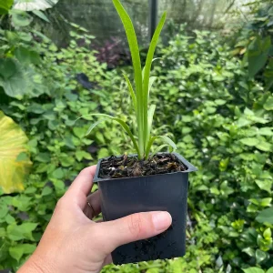 Agapanthus 'Stevie's Wonder' Blue Live Plant – 3.5