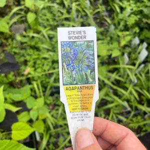 Agapanthus 'Stevie's Wonder' Blue Live Plant – 3.5