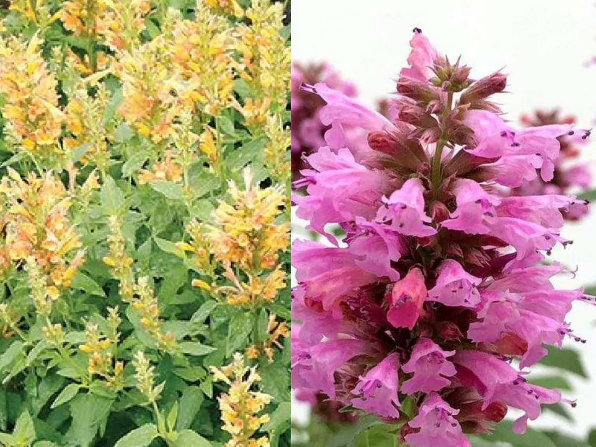Agastache Hummingbird Mint Live Plant - Hyssop Perennial Starter - Image 10