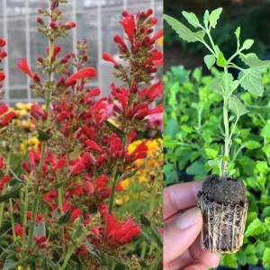Agastache Hummingbird Mint Live Plant - Hyssop Perennial Starter - Image 2