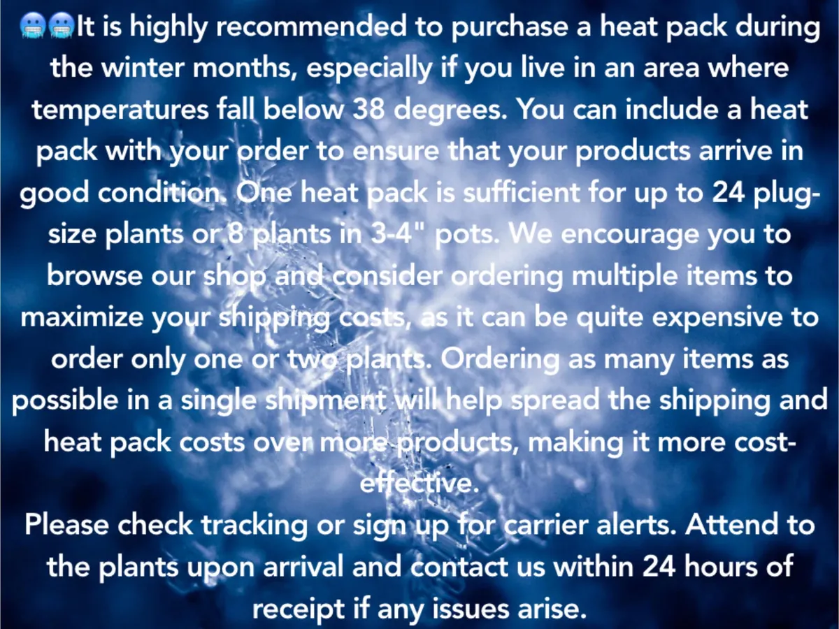 Agastache Hummingbird Mint Live Plant - Hyssop Perennial Starter - Image 3