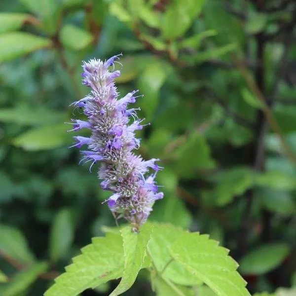 Agastache Hummingbird Mint Live Plant - Hyssop Perennial Starter - Image 6