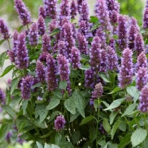 Agastache Hummingbird Mint Live Plant - Hyssop Perennial Starter - Image 8