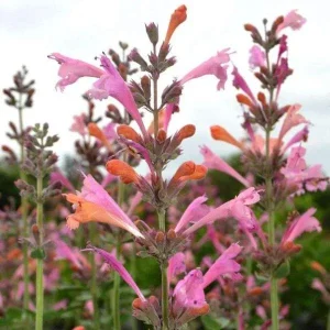 Agastache Hummingbird Mint Live Plant - Hyssop Perennial Starter - Image 9
