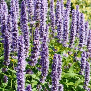 Agastache Hummingbird Mint Live Plant - Perennial Hyssop Starter - Image 5