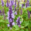 Agastache Live Plant - Hummingbird Mint - Hyssop Starter - Perennial for Pollinator Gardens - Image 1