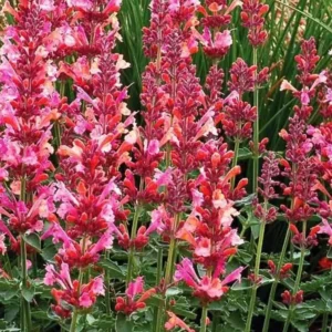 Agastache Morello Live Plant - 3-6" Tall Plug - Hummingbird Mint Perennial - Deep Red Blooms - Image 2