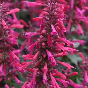 Agastache Morello Live Plant - 3-6