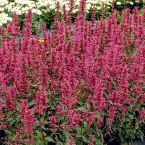 Agastache Morello Live Plant - 3-6" Tall Plug - Hummingbird Mint Perennial - Deep Red Blooms - Image 1