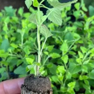 Agastache Morello Live Plant - 3-6