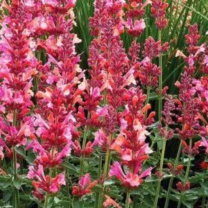 Agastache Morello Live Plant - Set of 2 Hummingbird Mint Perennials, 3-6