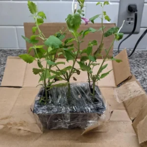 Agastache Morello Live Plant - Set of 2 Hummingbird Mint Perennials, 3-6