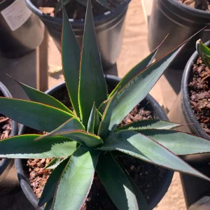 Agave Blue Glow Live Plant – 4 to 6 Inch Succulent in 1 Gallon Pot - Image 2