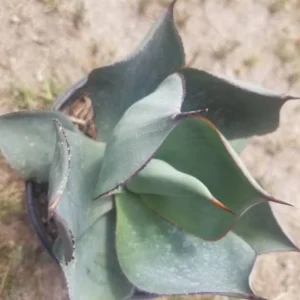 Agave Celsii Nova Live Plant - Drought-Tolerant Blue-Gray Succulent - 1 Gallon - Image 10