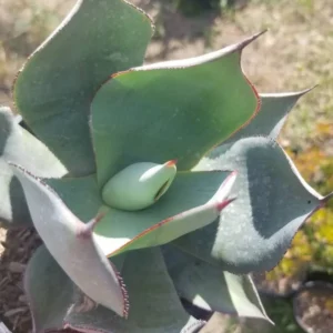 Agave Celsii Nova Live Plant - Drought-Tolerant Blue-Gray Succulent - 1 Gallon - Image 4