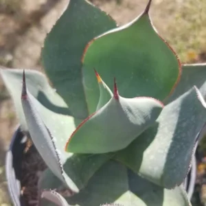 Agave Celsii Nova Live Plant - Drought-Tolerant Blue-Gray Succulent - 1 Gallon - Image 5