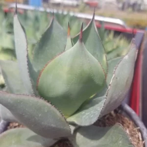 Agave Celsii Nova Live Plant - Drought-Tolerant Blue-Gray Succulent - 1 Gallon - Image 6
