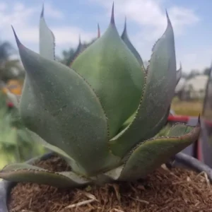 Agave Celsii Nova Live Plant - Drought-Tolerant Blue-Gray Succulent - 1 Gallon - Image 7