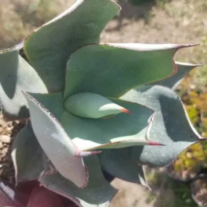 Agave Celsii Nova Live Plant - Drought-Tolerant Blue-Gray Succulent - 1 Gallon - Image 8