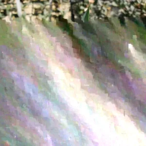 Agave Desmettiana Succulent Live Plant – 4 Baby Plants – Indoor/Outdoor - Image 2