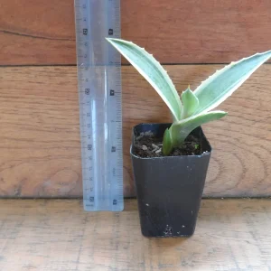 Agave Live Plant – Green & White Variegated – 3 inch Pot – Easy Care Succulent - Image 1