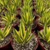 Agave Lophantha Quadricolor Live Plant – Variegated Century Plant – 8-10 inch Pot – Drought Tolerant Succulent - Image 1
