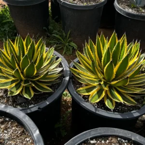 Agave Lophantha Quadricolor Live Plant – Variegated Century Plant – 8-10 inch Pot – Drought Tolerant Succulent - Image 2