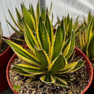 Agave Lophantha Quadricolor Live Plant – Variegated Century Plant – 8-10 inch Pot – Drought Tolerant Succulent - Image 3