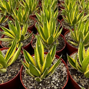 Agave Lophantha Quadricolor Live Plant – Variegated Century Plant – 8-10 inch Pot – Drought Tolerant Succulent - Image 1
