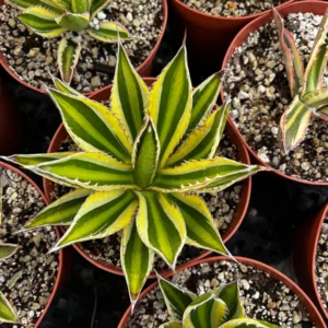 Agave Lophantha Quadricolor Live Plant – Variegated Century Plant – 8-10 inch Pot – Drought Tolerant Succulent - Image 4