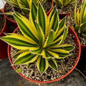Agave Lophantha Quadricolor Live Plant – Variegated Century Plant – 8-10 inch Pot – Drought Tolerant Succulent - Image 5