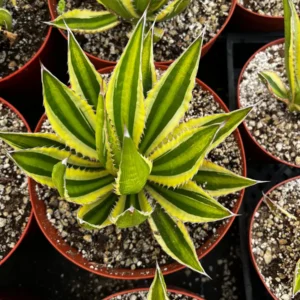Agave Lophantha Quadricolor Live Plant – Variegated Century Plant – 8-10 inch Pot – Drought Tolerant Succulent - Image 6