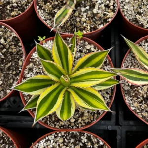 Agave Lophantha Quadricolor Live Plant – Variegated Century Plant – 8-10 inch Pot – Drought Tolerant Succulent - Image 7