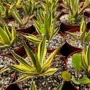 Agave Lophantha Quadricolor Live Plant – Variegated Century Plant – 8-10 inch Pot – Drought Tolerant Succulent - Image 8