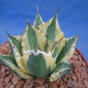 Agave Titanota Snaggle Tooth Variegated Live Plant Set of Two 2-3