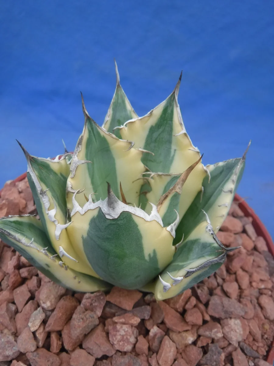 Agave Titanota Snaggle Tooth Variegated Live Plant Set of Two 2-3" Wide Bare Root - Image 10