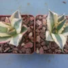 Agave Titanota Snaggle Tooth Variegated Live Plant Set of Two 2-3" Wide Bare Root - Image 1