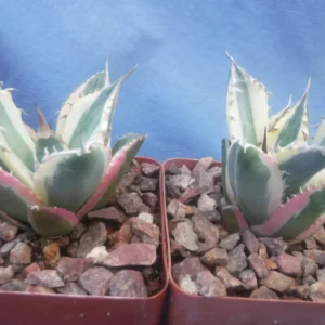 Agave Titanota Snaggle Tooth Variegated Live Plant Set of Two 2-3" Wide Bare Root - Image 2