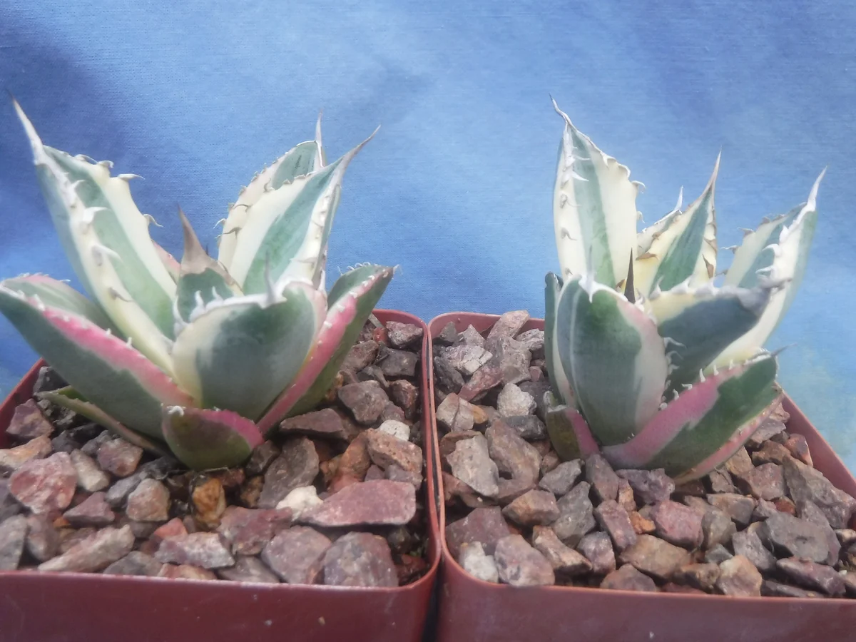 Agave Titanota Snaggle Tooth Variegated Live Plant Set of Two 2-3" Wide Bare Root - Image 2