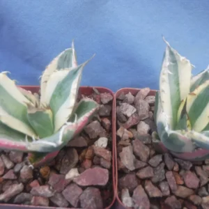 Agave Titanota Snaggle Tooth Variegated Live Plant Set of Two 2-3