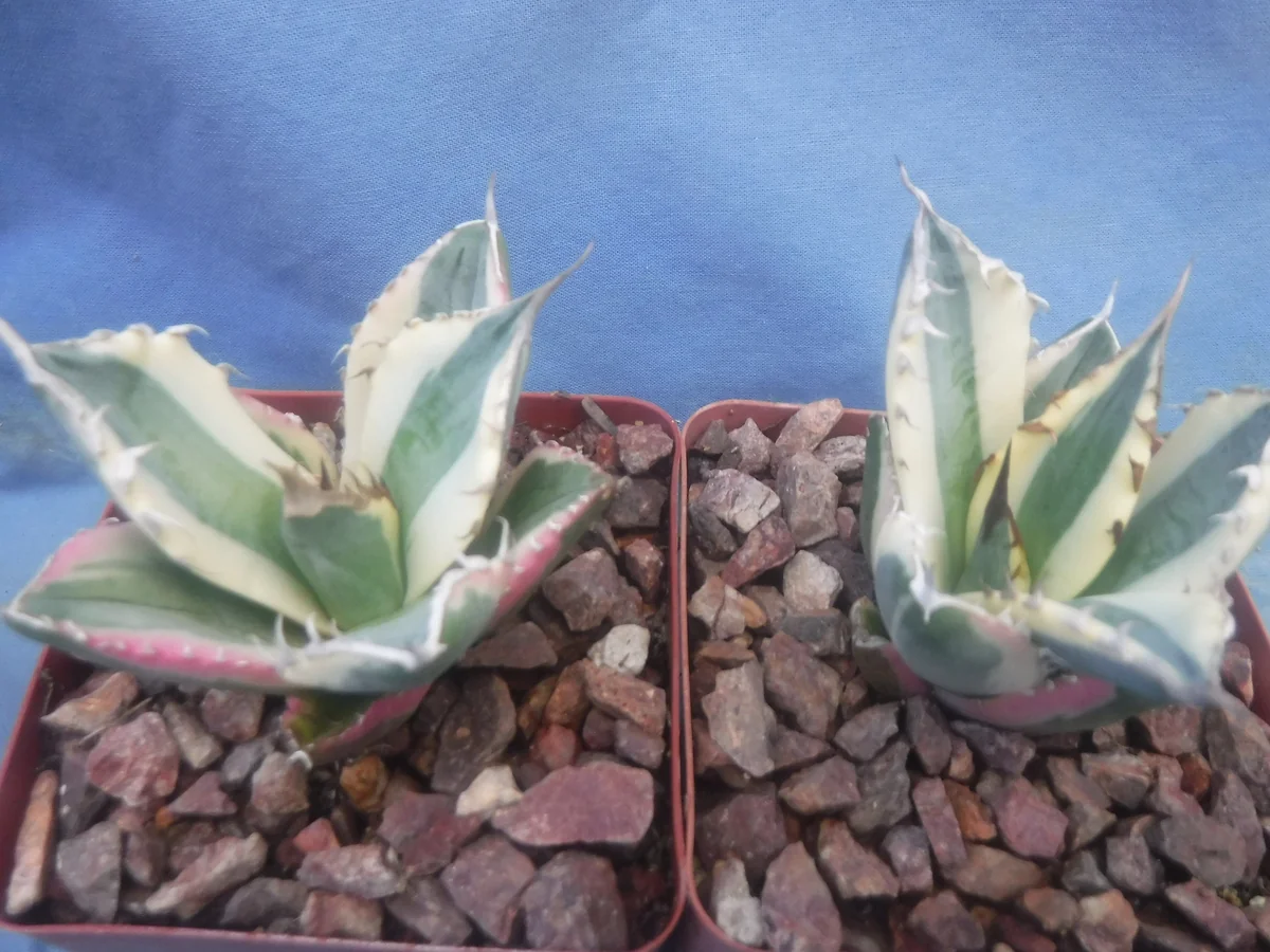 Agave Titanota Snaggle Tooth Variegated Live Plant Set of Two 2-3" Wide Bare Root - Image 3