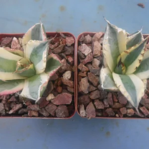 Agave Titanota Snaggle Tooth Variegated Live Plant Set of Two 2-3" Wide Bare Root - Image 1
