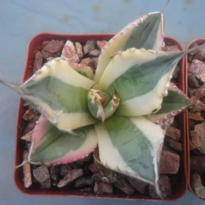 Agave Titanota Snaggle Tooth Variegated Live Plant Set of Two 2-3