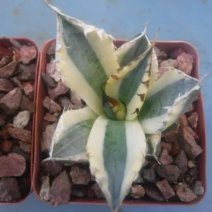 Agave Titanota Snaggle Tooth Variegated Live Plant Set of Two 2-3