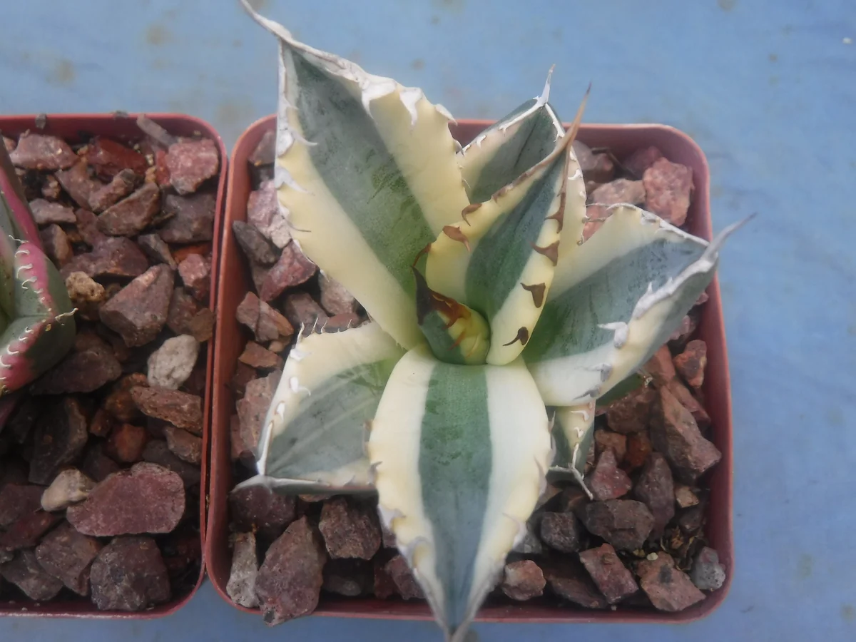 Agave Titanota Snaggle Tooth Variegated Live Plant Set of Two 2-3" Wide Bare Root - Image 5